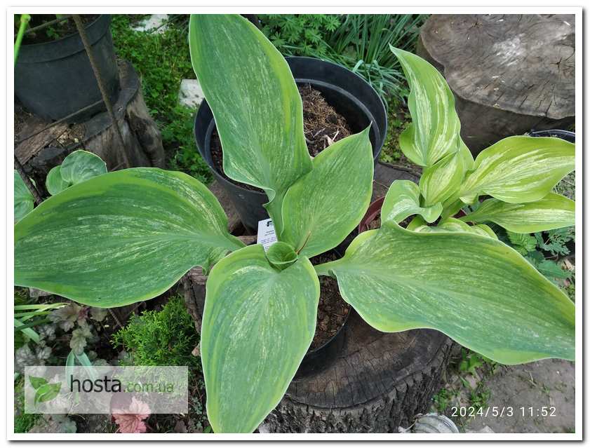 Хоста Sir Prize