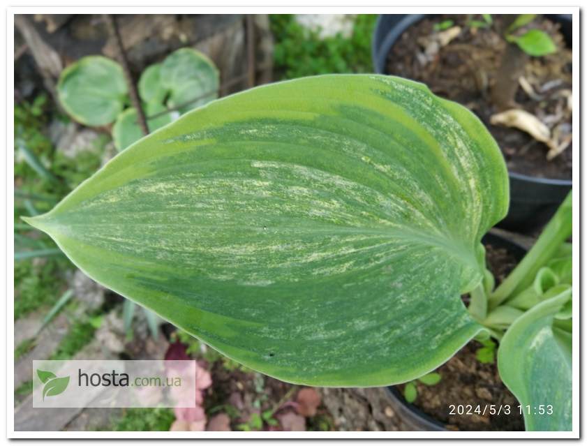 Хоста Sir Prize