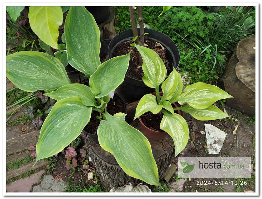 Хоста Sir Prize