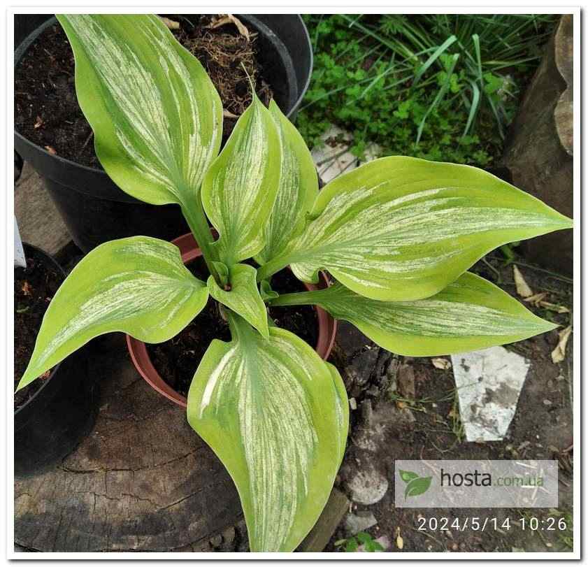 Хоста Sir Prize