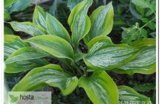 Хоста Sir Prize — цікава новинка зі штрихованим листом, колекційний сорт