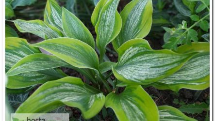 Хоста Sir Prize — цікава новинка зі штрихованим листом, колекційний сорт