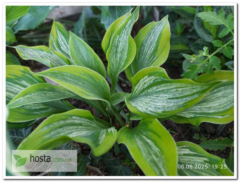 Хоста Sir Prize