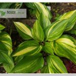 хоста Splashed Leather