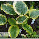 хоста Wildest Dreams