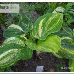 хоста Christmas Tree Gala