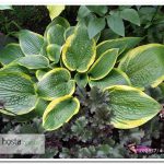 хоста Wooden Nickel