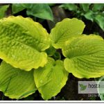 хоста Rising Star