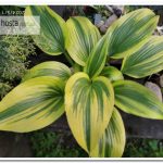 Хоста Montana Moonshine