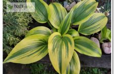 Хоста Montana Moonshine — рідкісний колекційний сорт з цікавим окрасом