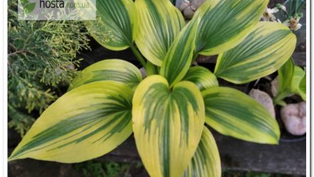 Хоста Montana Moonshine — рідкісний колекційний сорт з цікавим окрасом