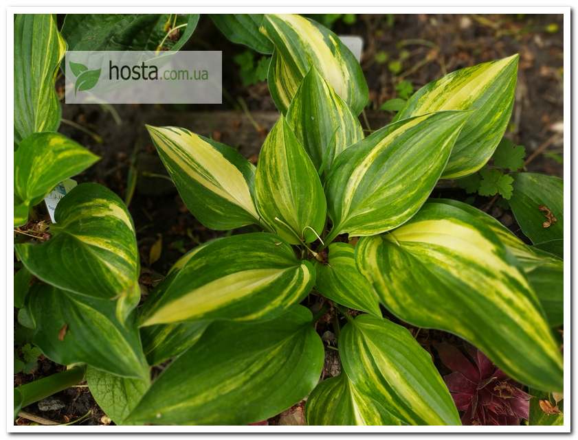 Хоста Splashed Leather