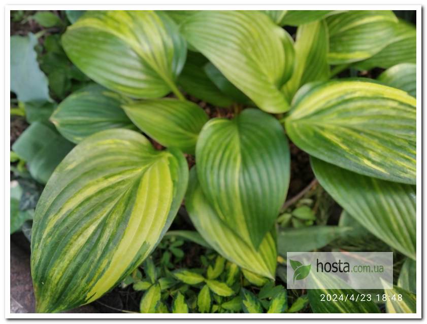 Хоста Splashed Leather