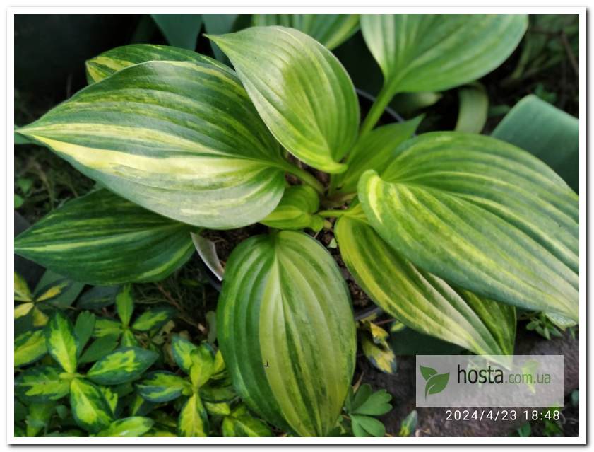 Хоста Splashed Leather