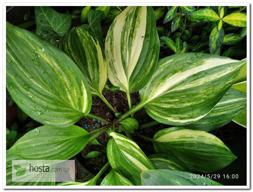 Хоста Splashed Leather