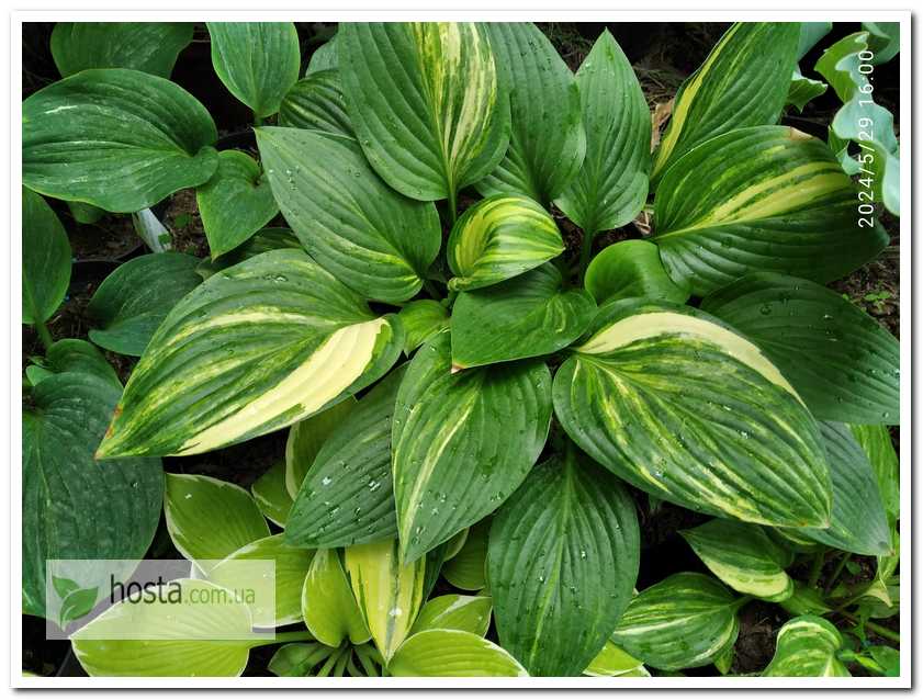 Хоста Splashed Leather