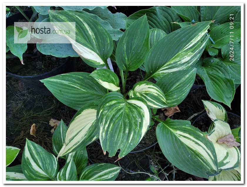 Хоста Splashed Leather