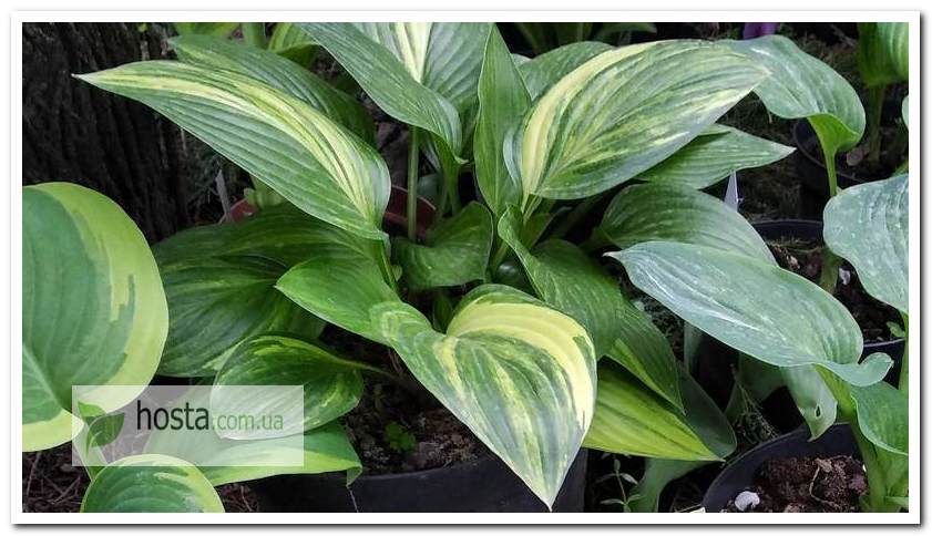 Хоста Splashed Leather