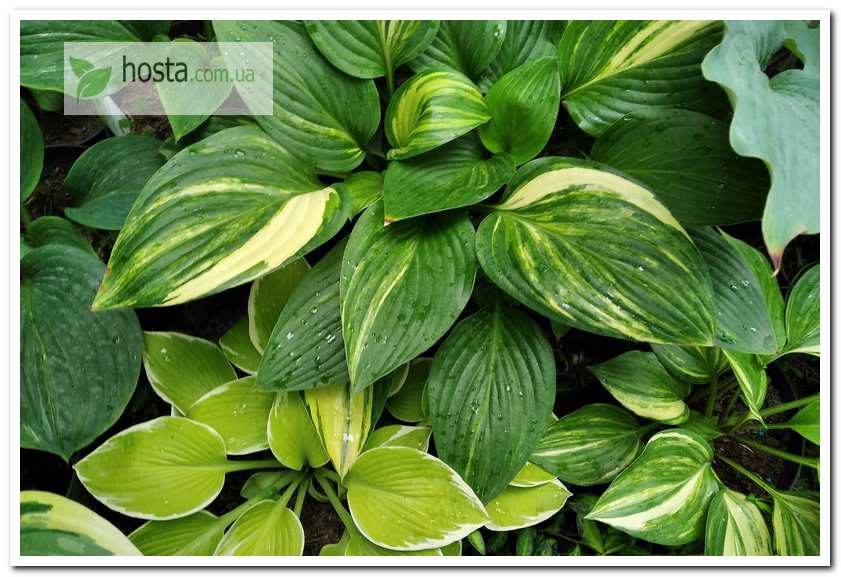 Хоста Splashed Leather