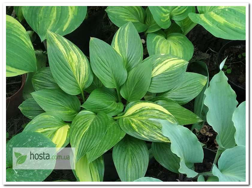 Хоста Splashed Leather