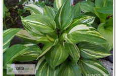 Хоста Splashed Leather — streaked окрас, товстий лист з блиском