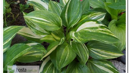 Хоста Splashed Leather — streaked окрас, товстий лист з блиском