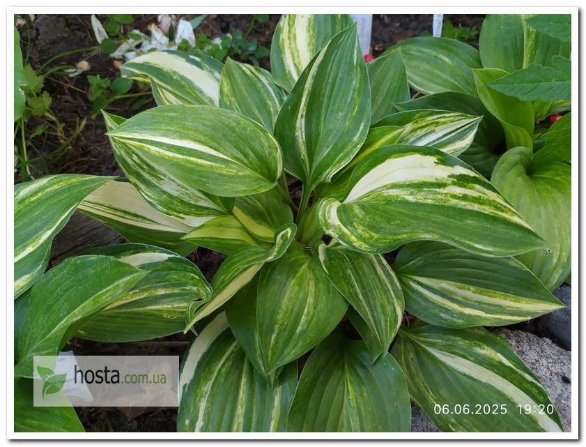 Хоста Splashed Leather