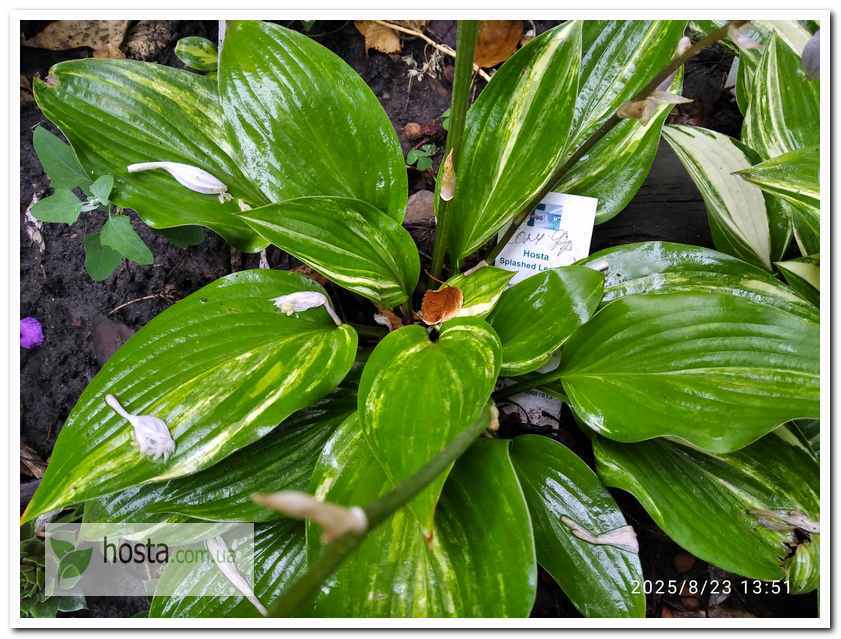 Хоста Splashed Leather