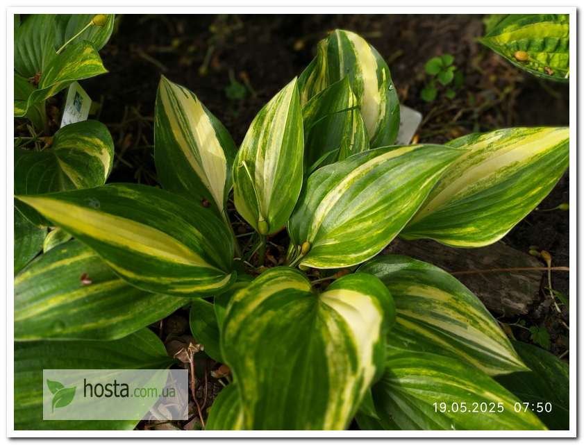 Хоста Splashed Leather