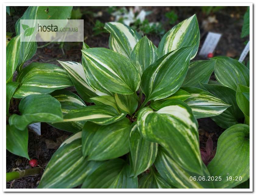Хоста Splashed Leather