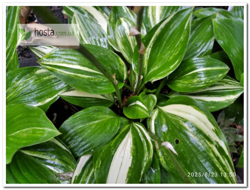 Хоста Splashed Leather