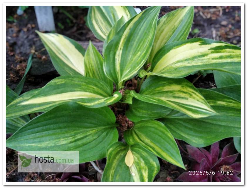 Хоста Splashed Leather