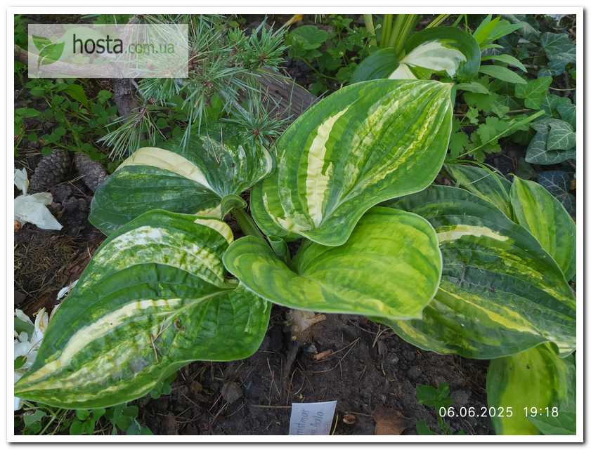 Хоста Christmas Tree Gala