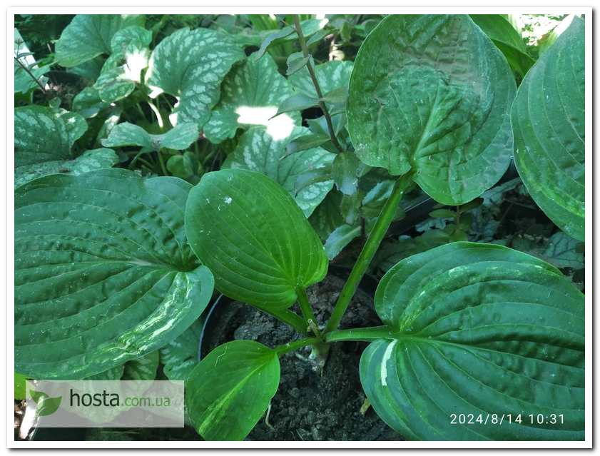 Хоста Christmas Tree Gala