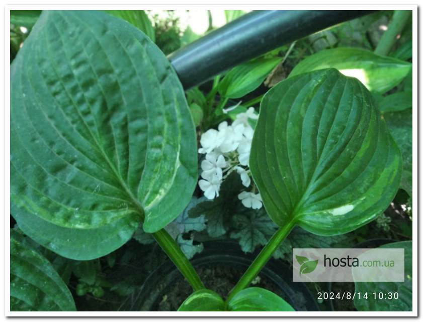 Хоста Christmas Tree Gala