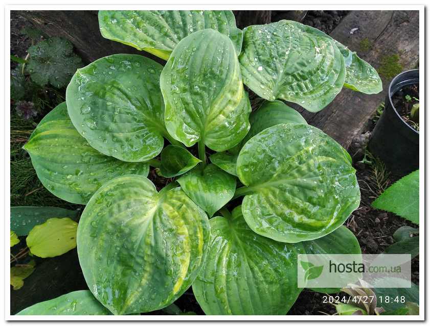 Хоста Christmas Tree Gala