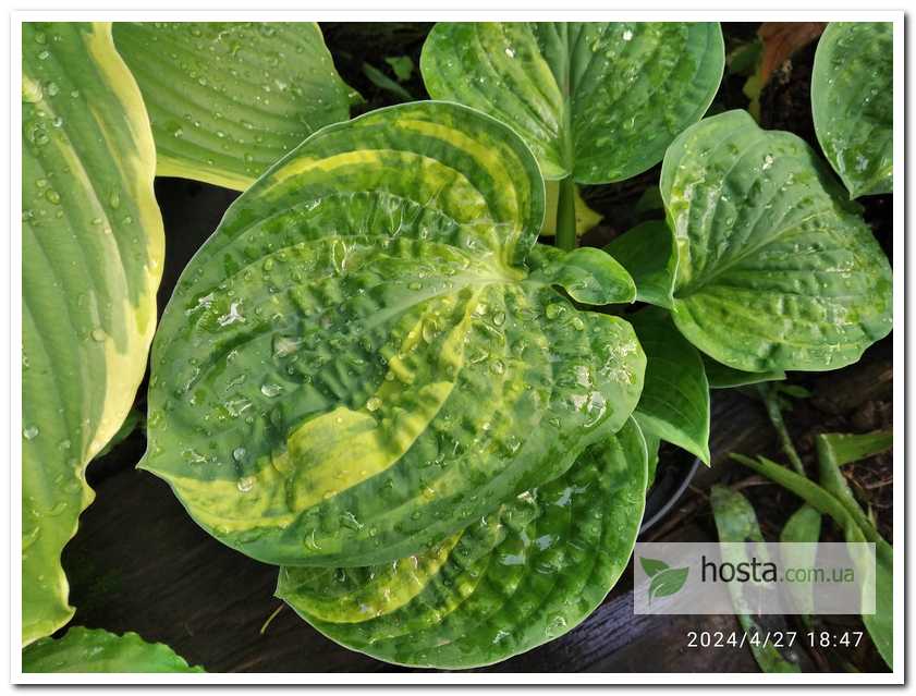 Хоста Christmas Tree Gala