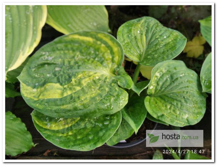 Хоста Christmas Tree Gala