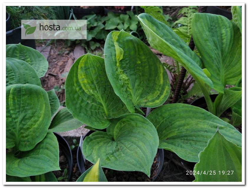 Хоста Christmas Tree Gala