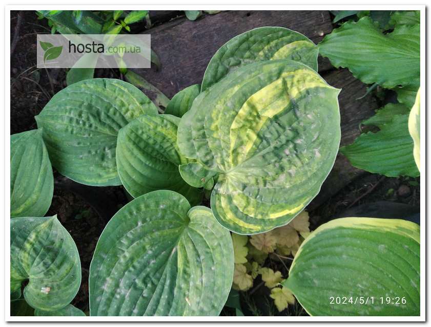 Хоста Christmas Tree Gala