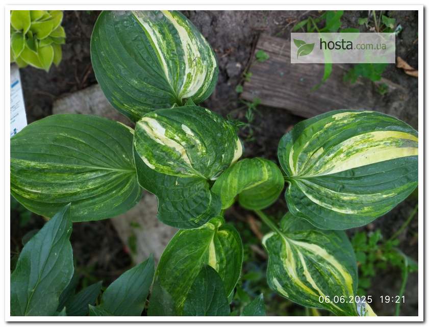 Хоста Christmas Tree Gala