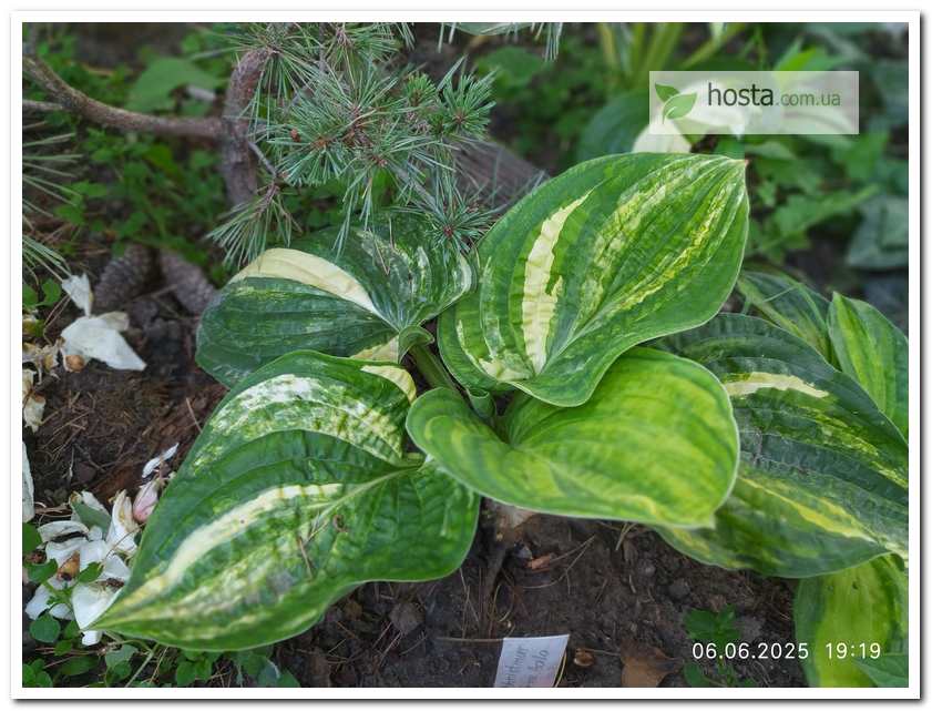 Хоста Christmas Tree Gala