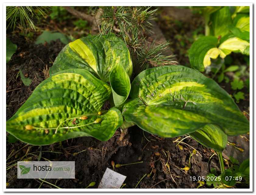 Хоста Christmas Tree Gala