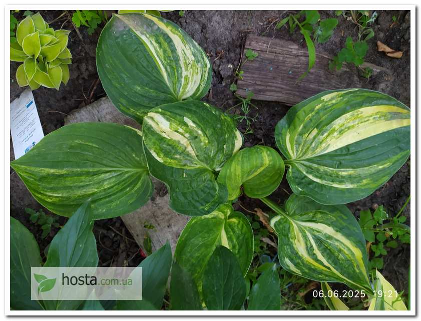 Хоста Christmas Tree Gala