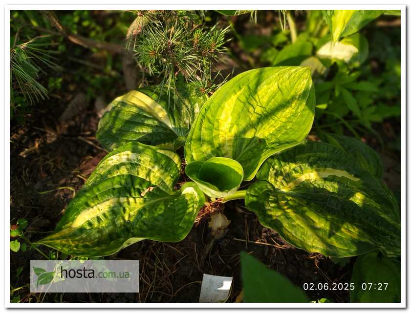 Хоста Christmas Tree Gala