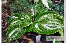 Хоста Christmas Tree Gala — стрекетна «жаба» з цупким округлим листом