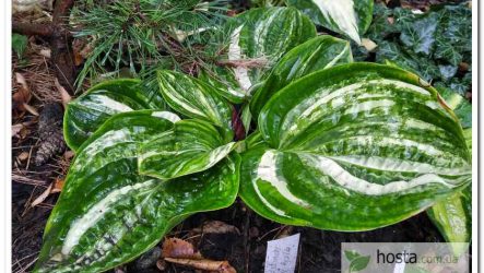 Хоста Christmas Tree Gala — стрекетна «жаба» з цупким округлим листом