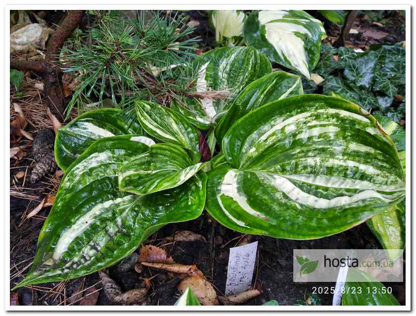 Хоста Christmas Tree Gala