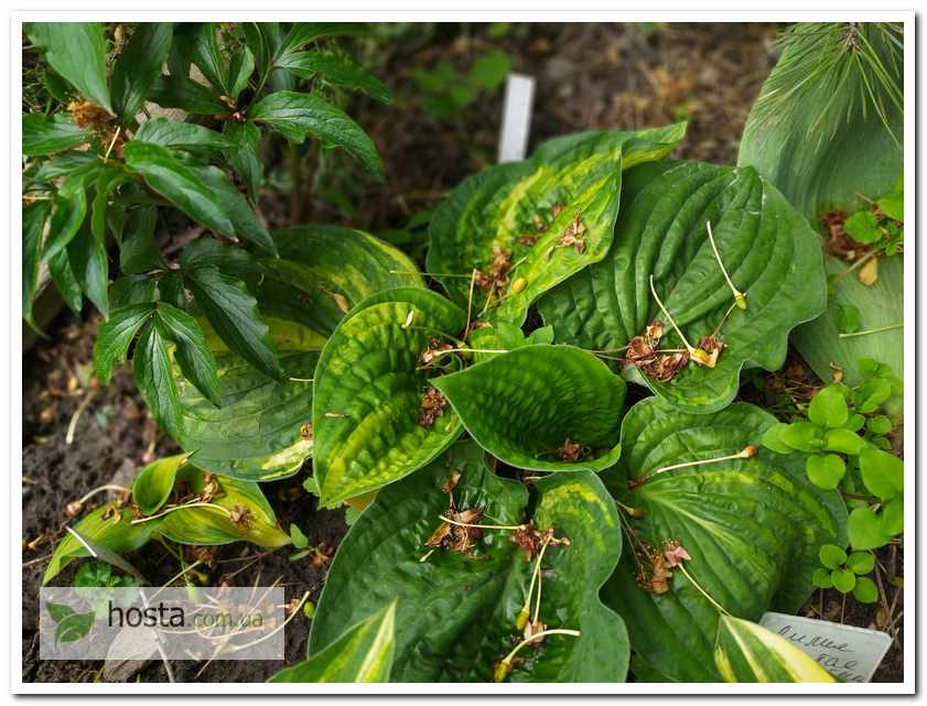Хоста Christmas Tree Gala