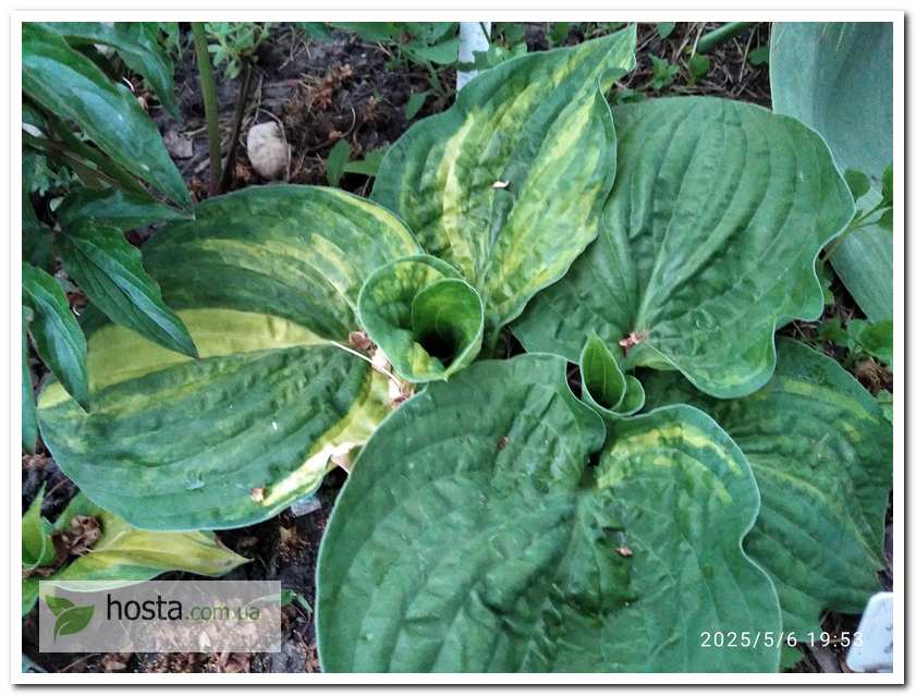 Хоста Christmas Tree Gala